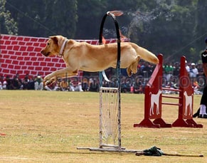 indian army dog's training