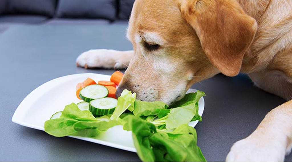 good vegetables for dog for health
