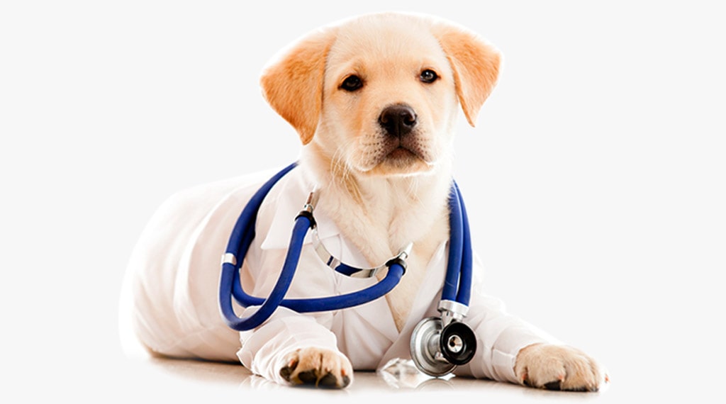 heartworms in dogs