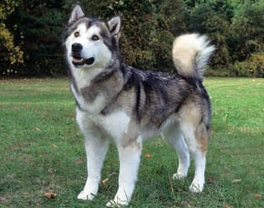 american breeds of dogs alaskan malamute