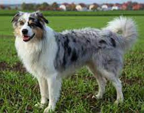 american breeds of dogs Australian shepherd dog