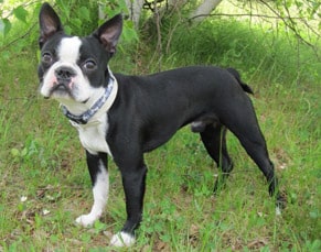 american breeds of dogs boston terrier