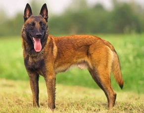 1st breeds of police dogs