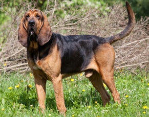breeds of police dogs blood hound