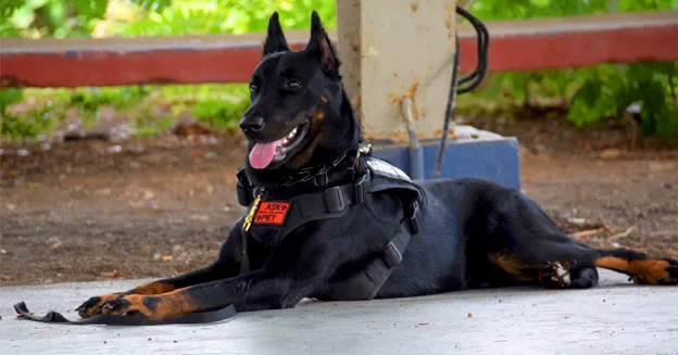 breeds of police dogs in the world