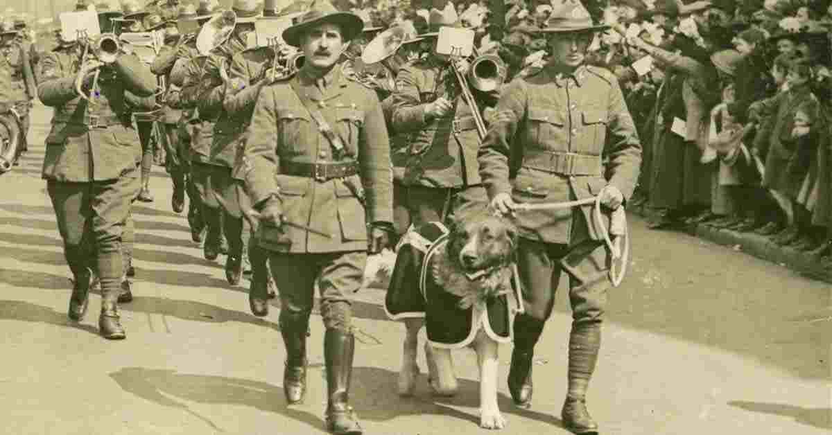 Role of war dogs in ancient history and in the modern military units