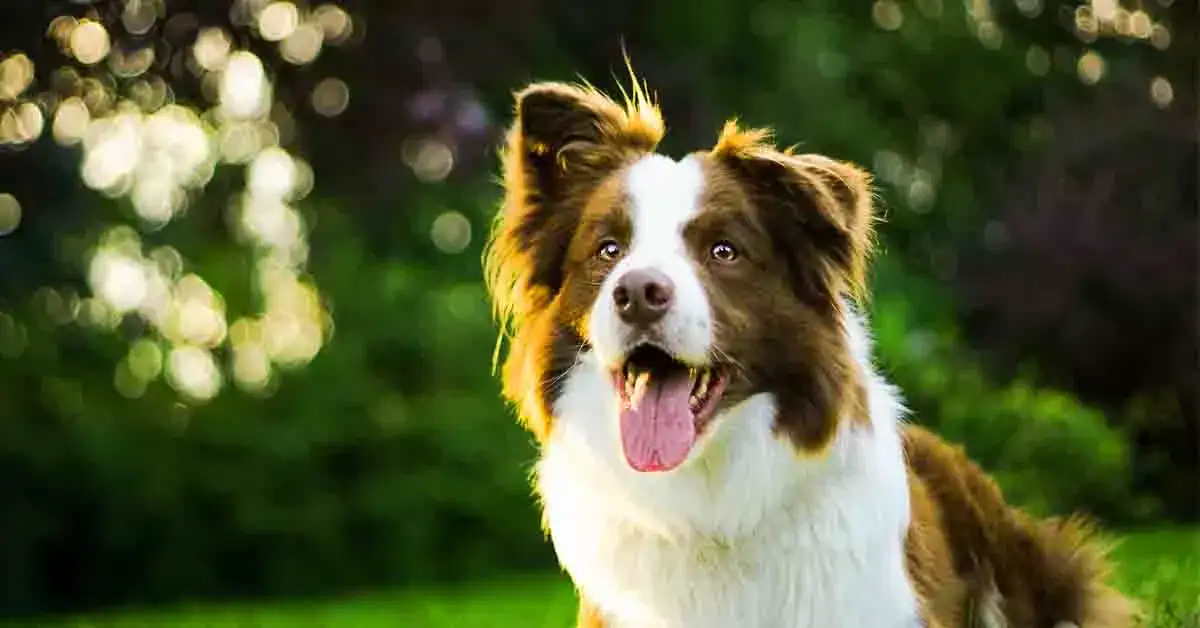 what is a border collies iq