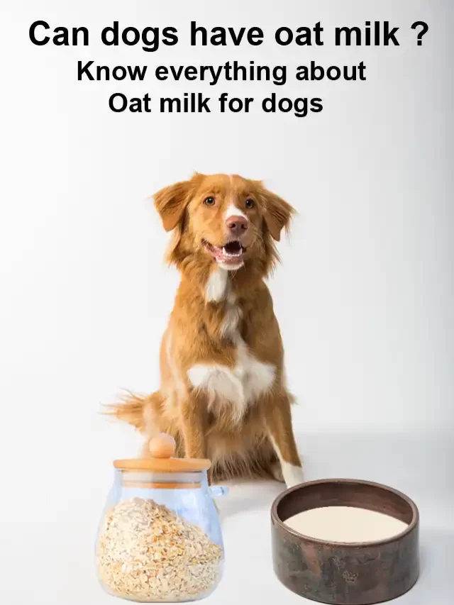 Can dogs have oat milk
