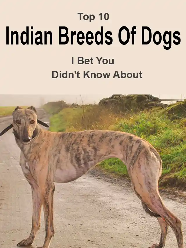 Indian breeds of dogs