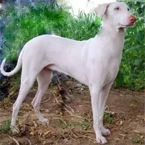 indian breeds of dogs