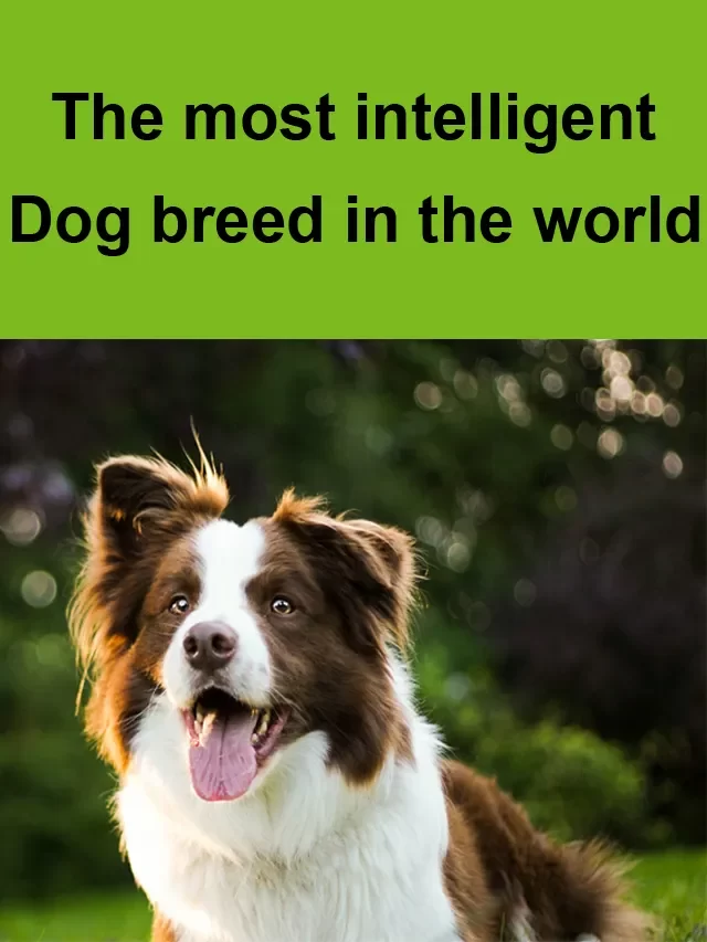Border Collie – The most intelligent dog breed in the world