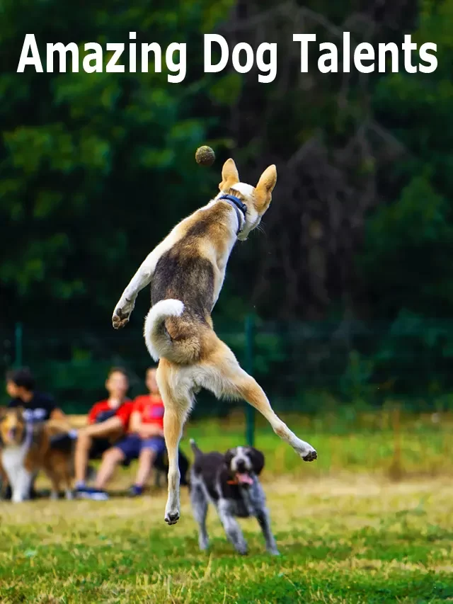 Amazing Dogs Feats that will leave you speechless