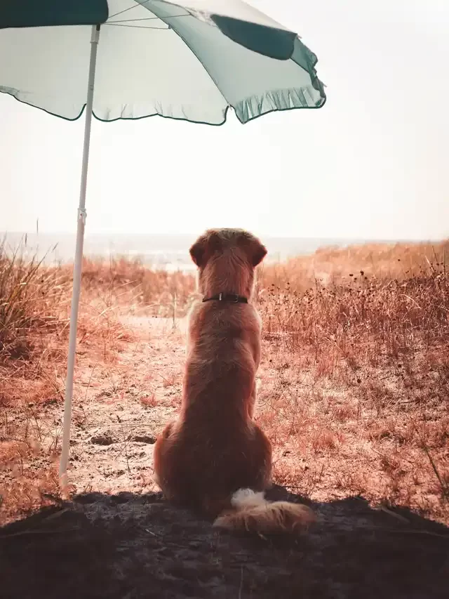 Dog health insurance in India : Know the cost, companies & coverage