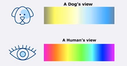 what colors do dogs not see