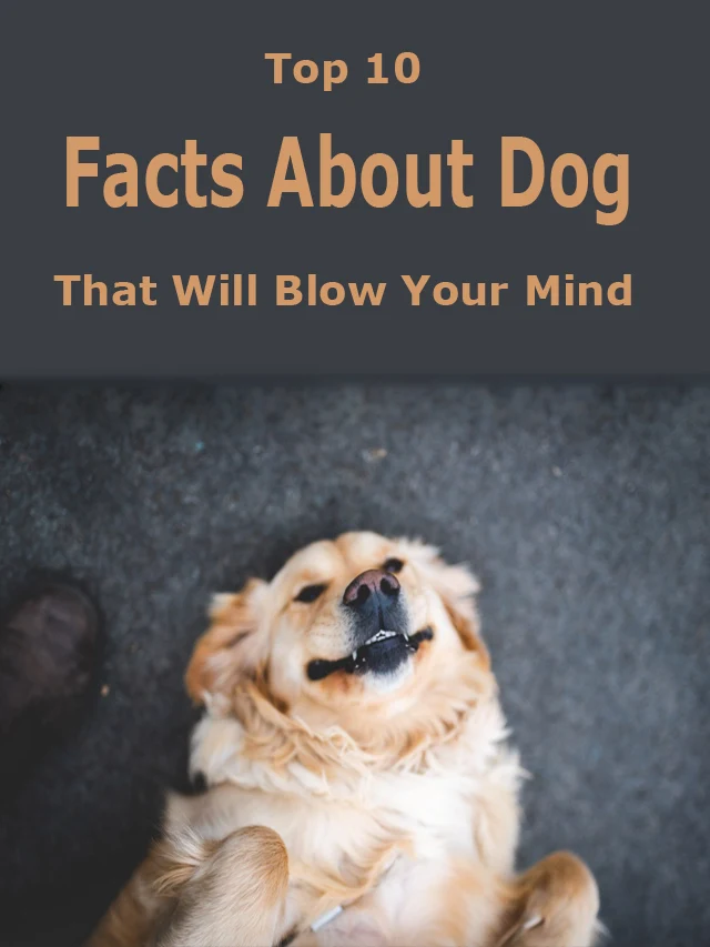 facts about dog