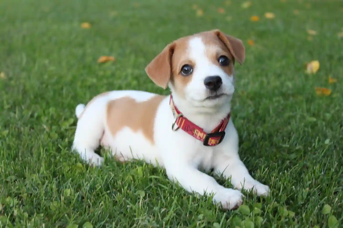 do puppies grow out of eating stones