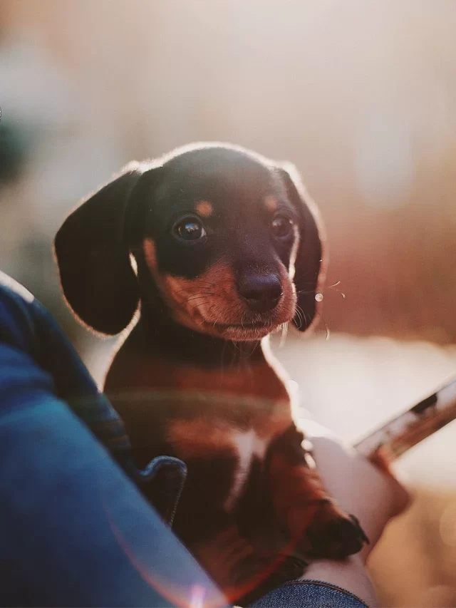 Puppy Vaccinations Schedule : A Complete Guide