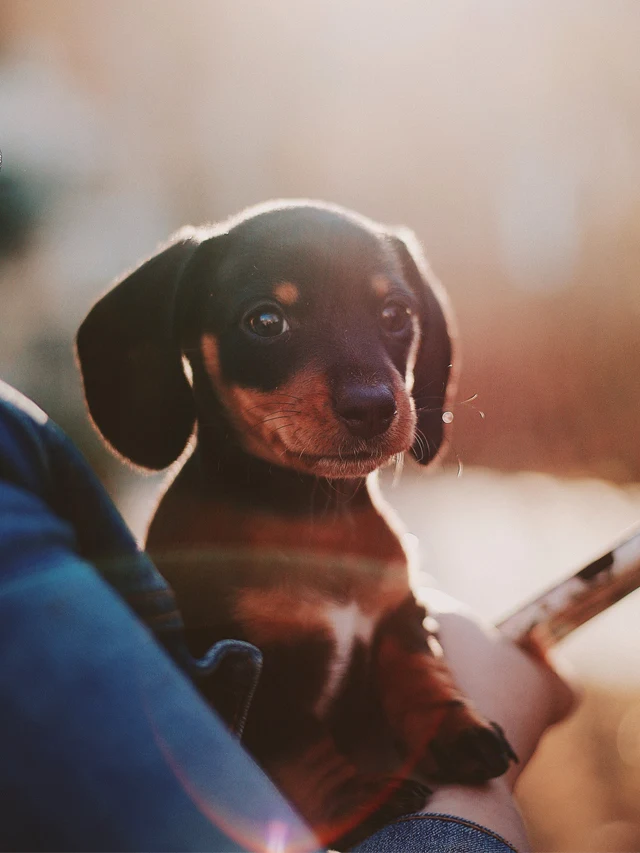 puppy vaccination schedule