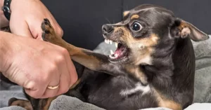 things dogs hate about humans