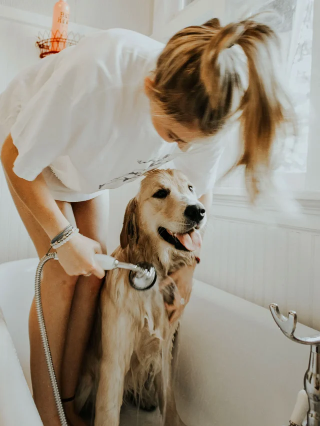 basic dog care tips
