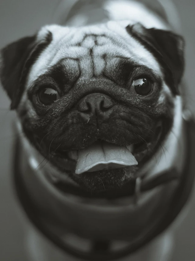 calcium deficiency in dogs