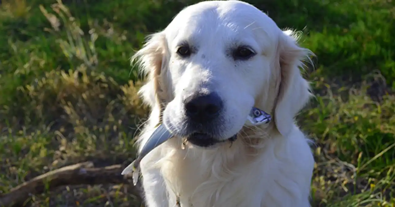 Can Dogs Eat Fish Eyes