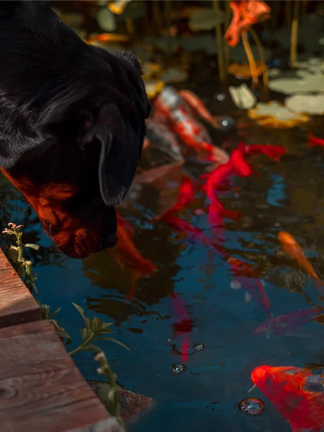 Can dogs eat Fish ? Know the risks and the benefits