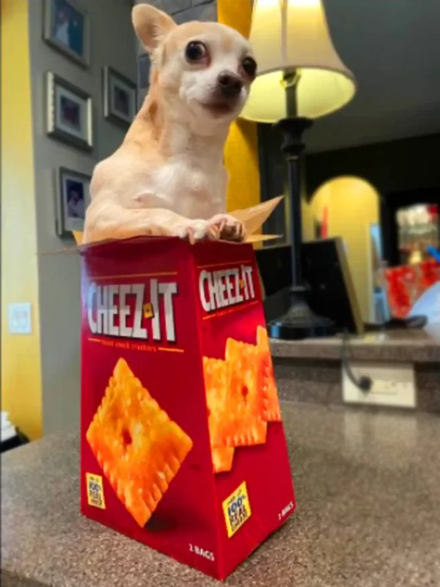 can dogs it cheez its