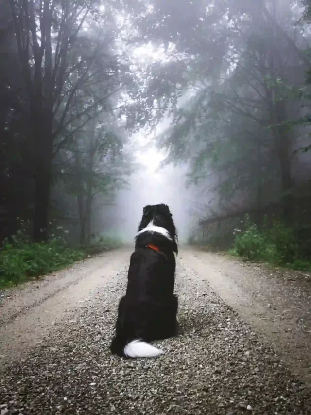 Can dogs see ghosts ? What scientists and behaviorists say about it