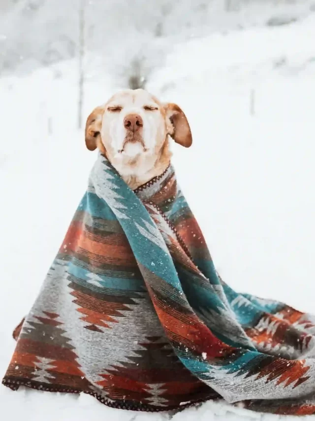 Do dogs get cold in the winter ? Find out the answer here