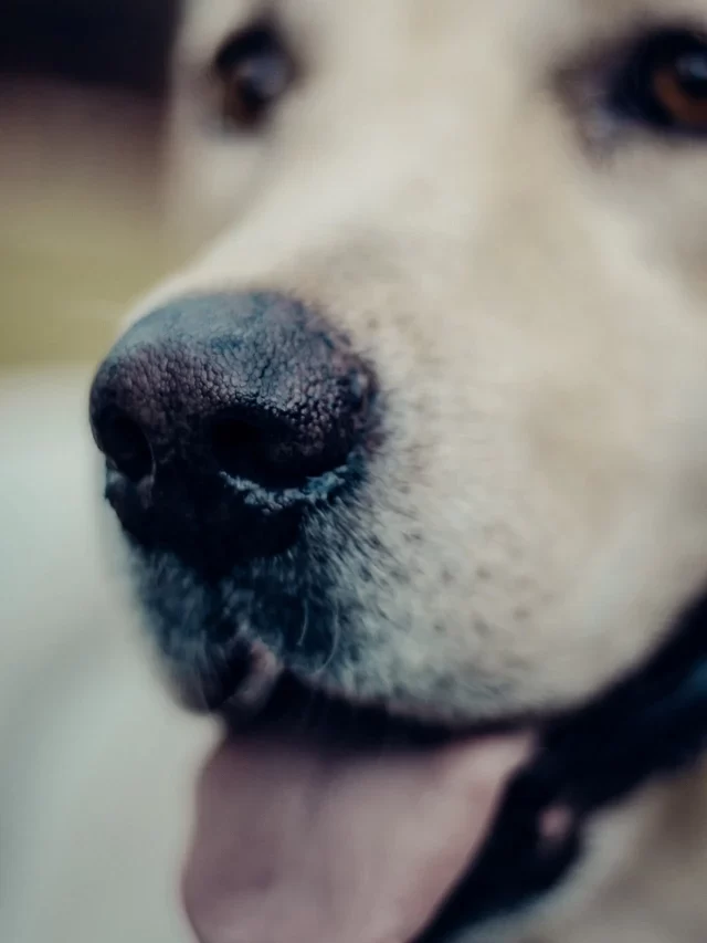 Dog Nose Interesting Facts You Definitely Did Not Know About