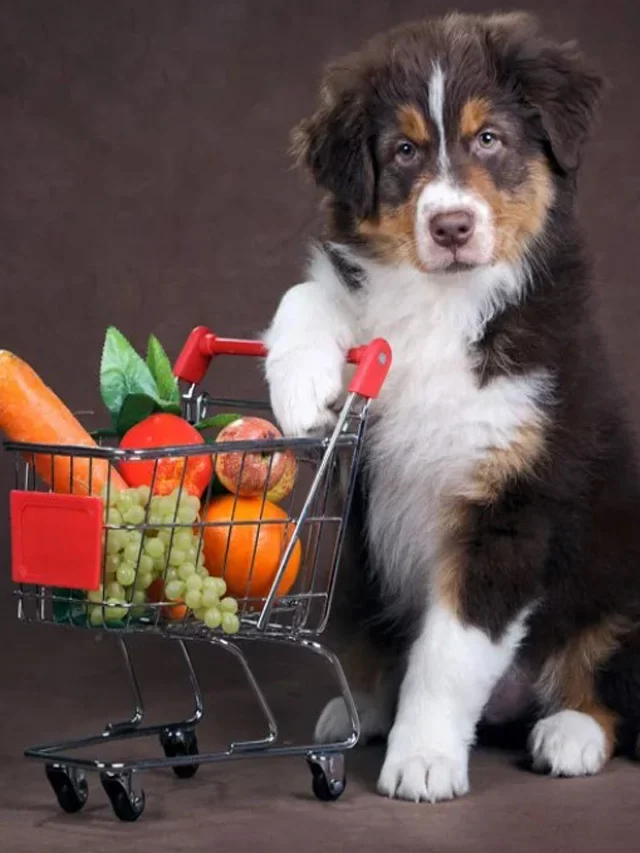 Good vegetables for dogs which are very healthy for them