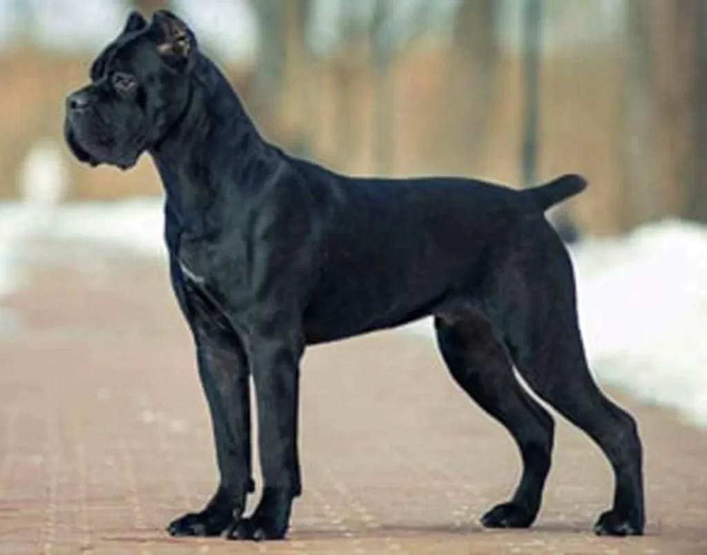 cane corso