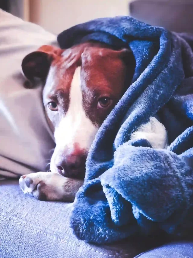 How Dogs Get Heartworms : Reason, Prevention & Treatment