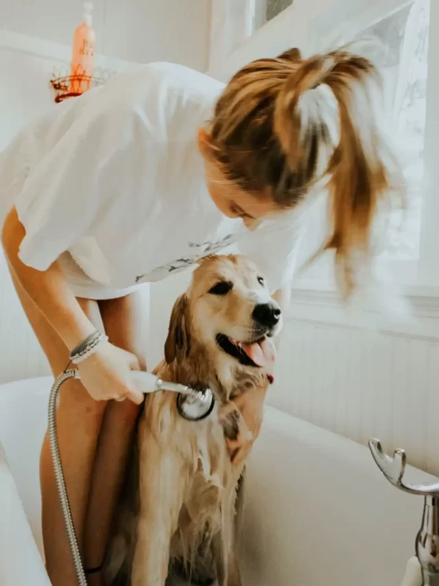 Dog Grooming : The Ultimate Guide for Dog Cleanliness and Hygiene