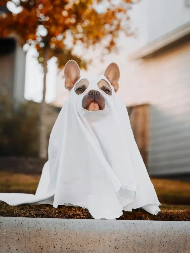 How to overcome a fear of dogs – Le’t find out