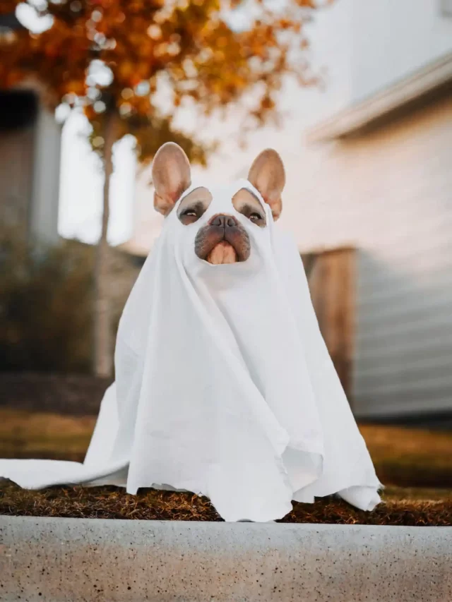 overcome fear of dogs