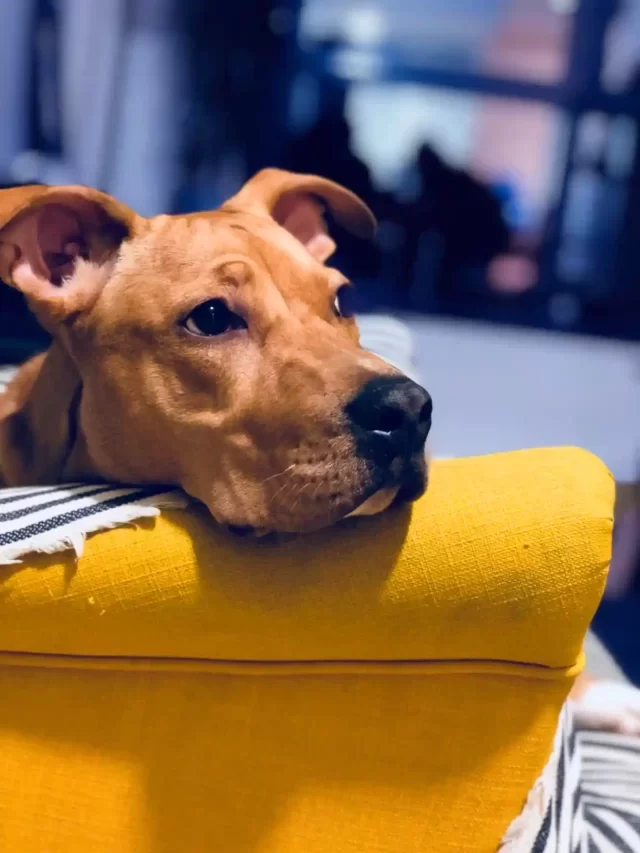 Stress in dogs : Causes, Warning signs & Solutions for relief