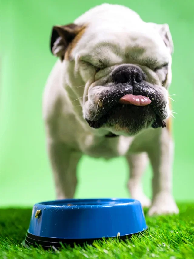 Dangerous and poisonous foods for dogs