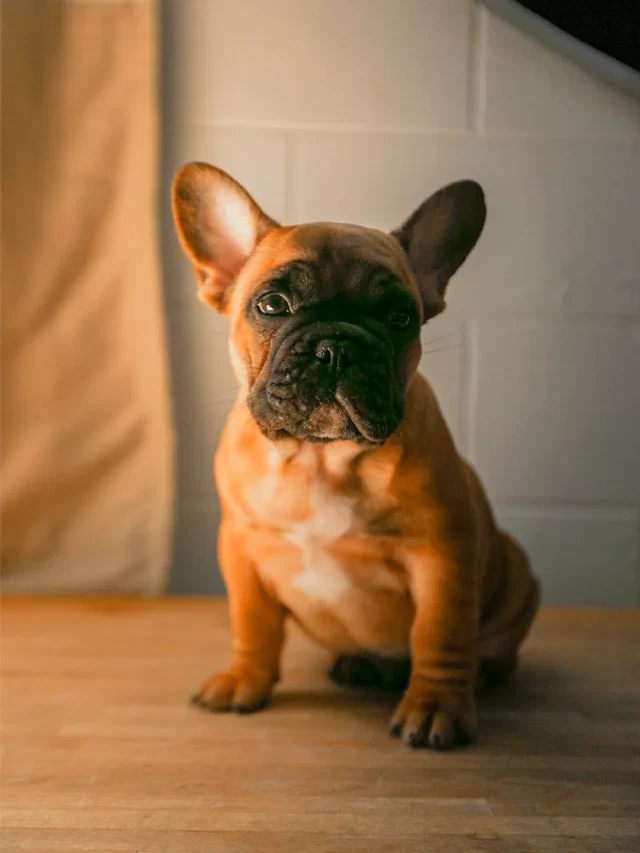 Do you find French bulldog cute ? Here are 10 interesting facts