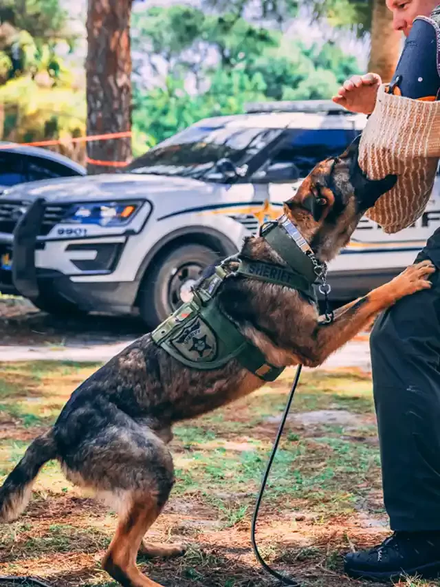 Top Breeds of Police Dogs in the World You Definitely Should Know