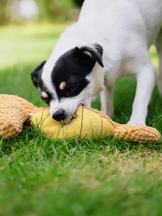 How to stop biting in a puppy – know the reason & the solution