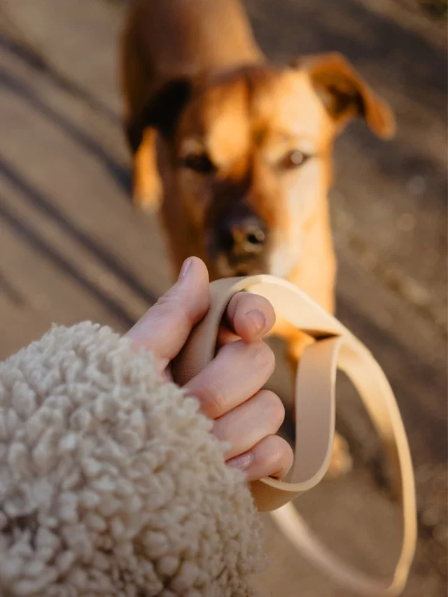 How to leash train a dog ? Best practices for all the dog parents
