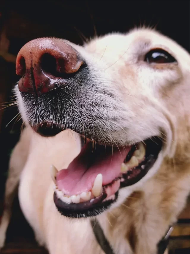 Top 10 Interesting Facts About Dogs That Will Blow Your Mind