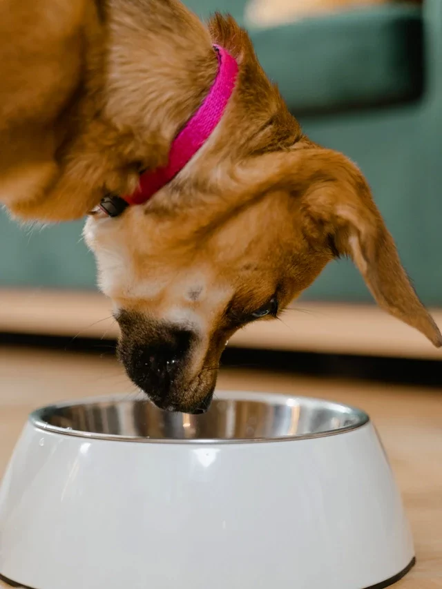 Is Oat milk good for dogs ? Let’s find out here