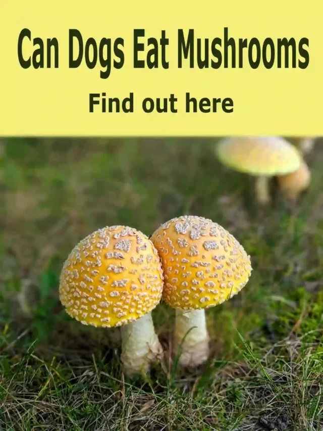 Can dogs eat mushrooms ? Find out the answer here