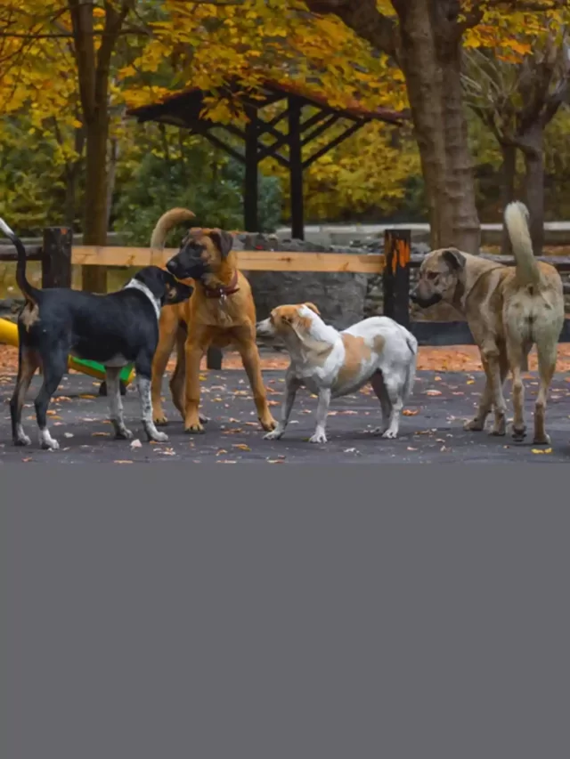 How many dogs are in the world ? Dog population in the world