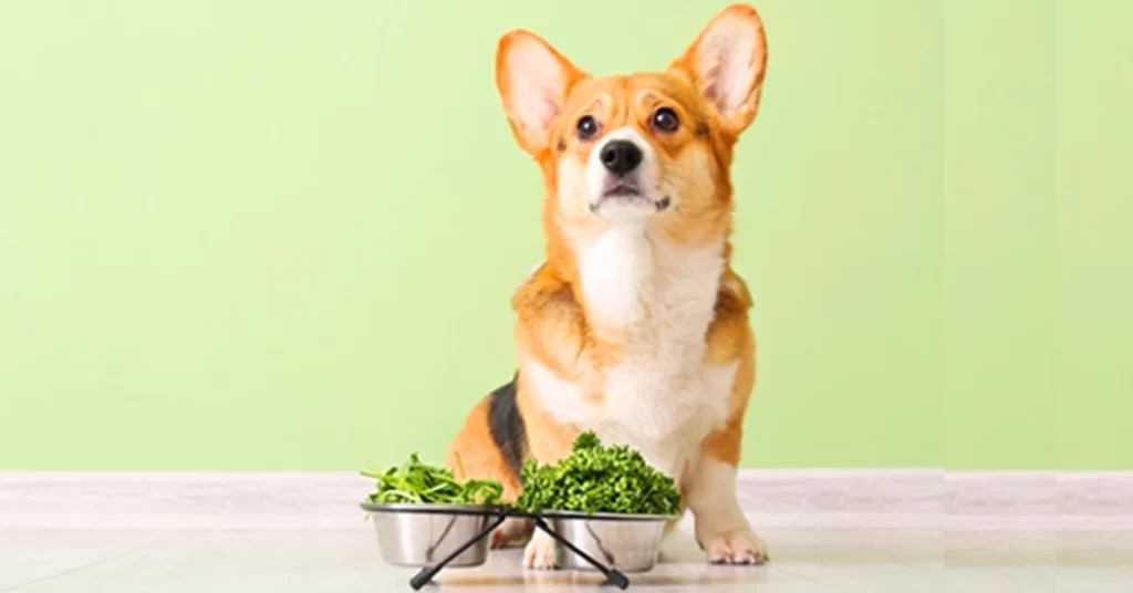 healthy herbs for dogs