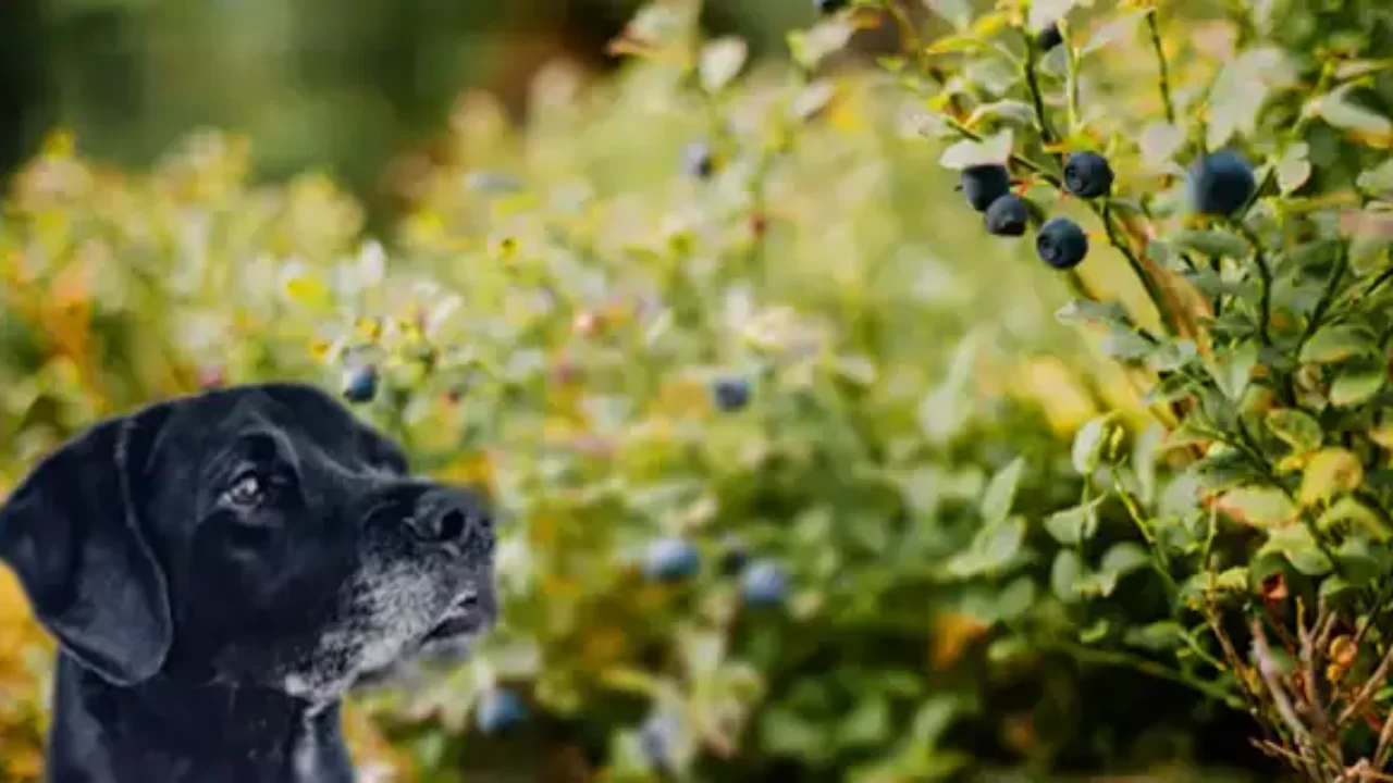 can dobermans eat blueberries