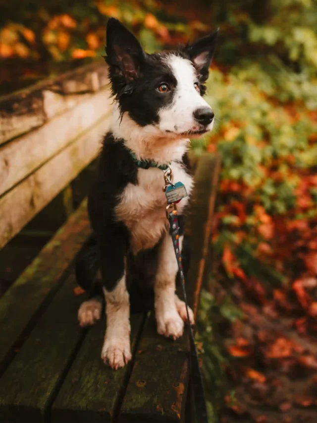 beaware of I found your dog scam